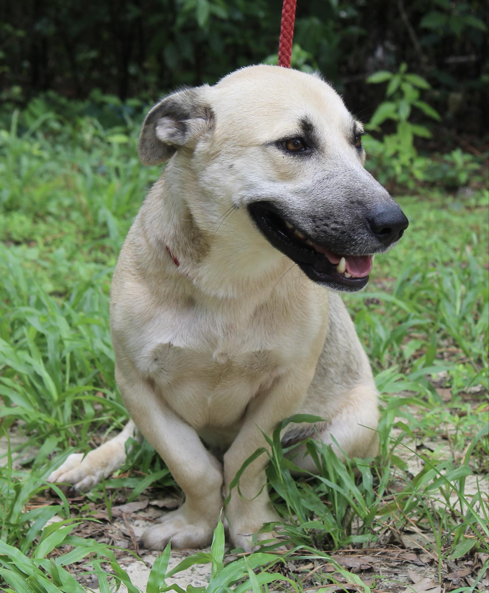 Freddie, Adopted, Young Male Corgi & German Shepherd Dog.