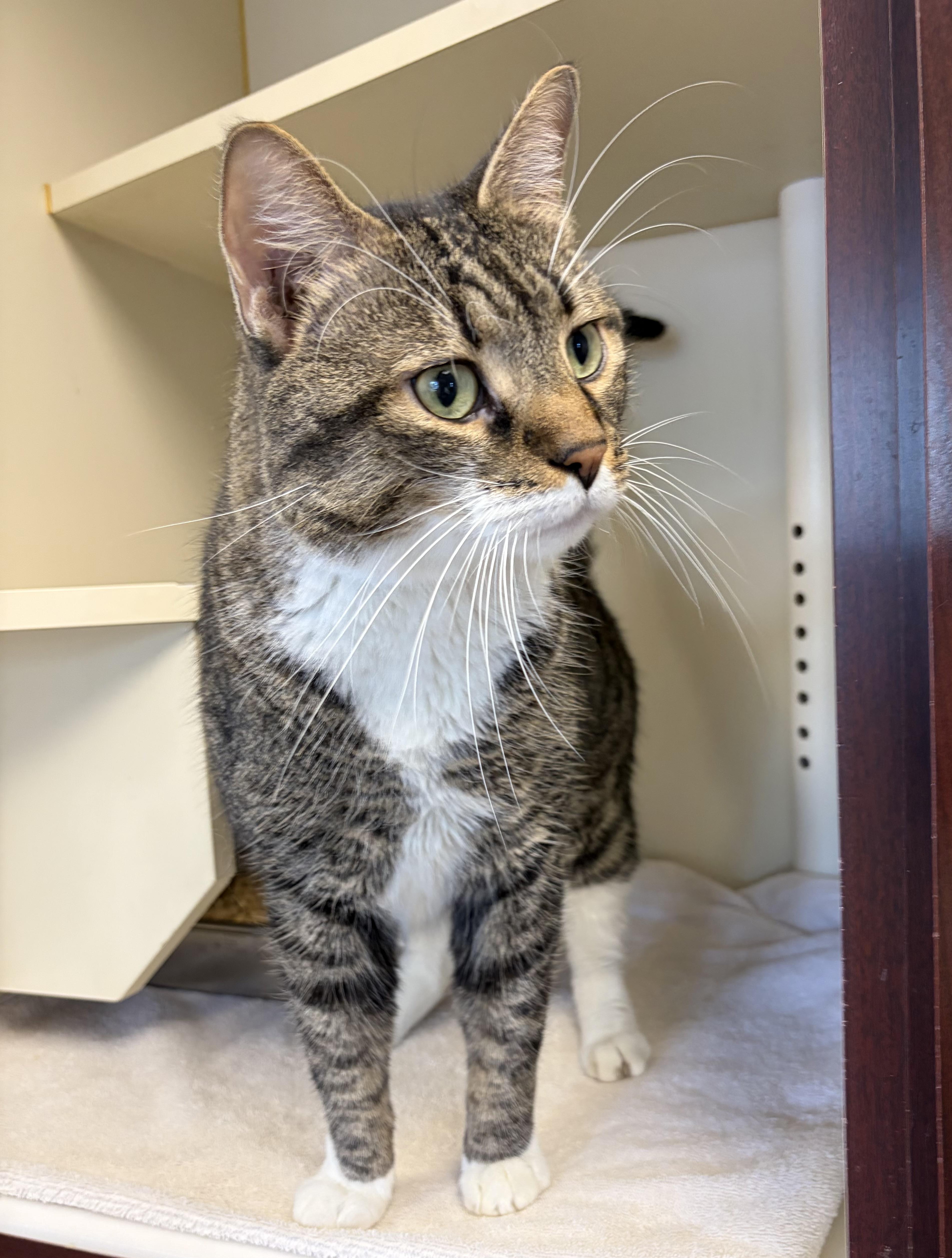Enlarge LeRoy, a ADOPTABLE Domestic Short Hair in Somerset, NJ image 1/1
