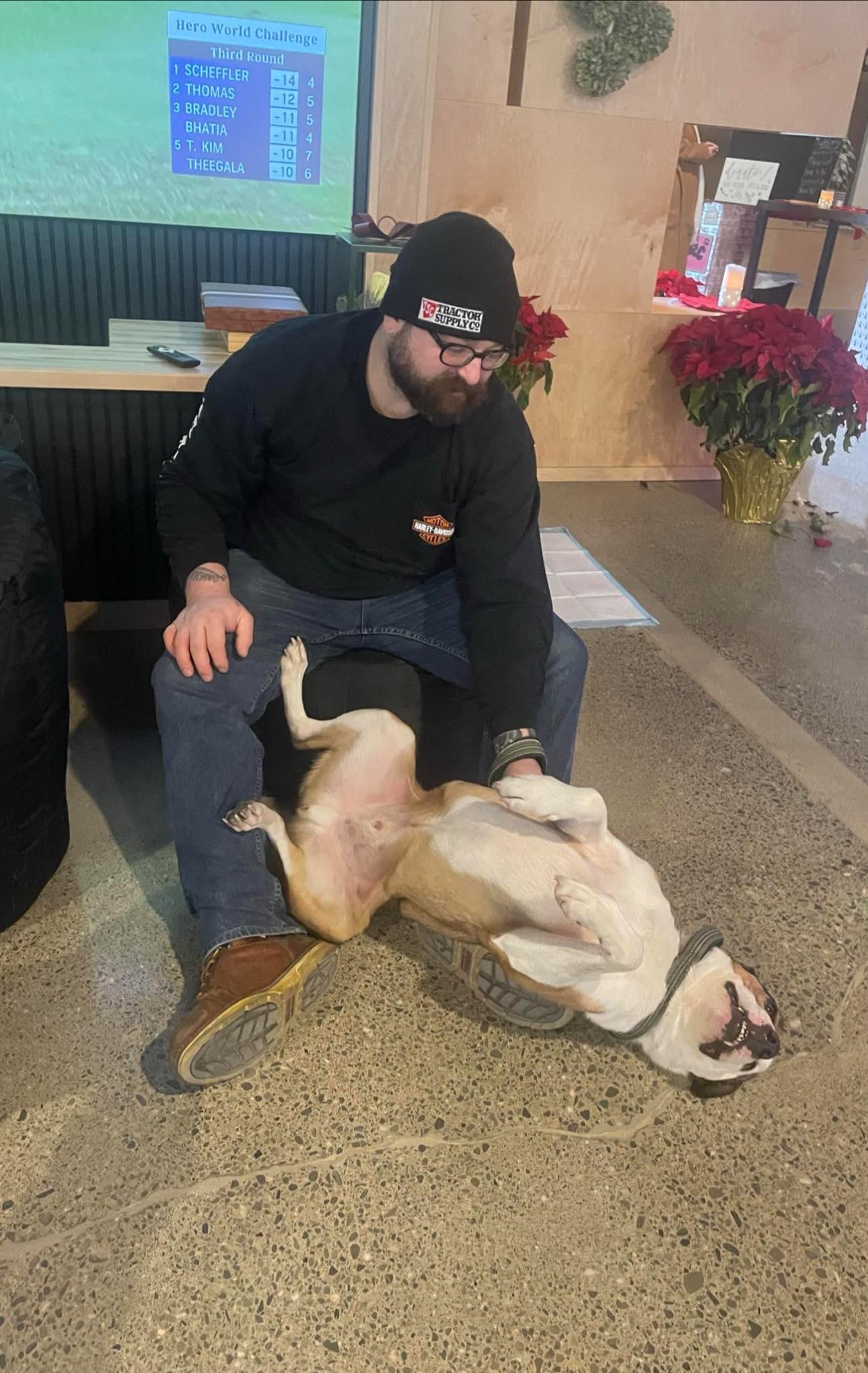 Enlarge Cody, a Adoptable mixed breed in Wurtsboro, NY image 3/5