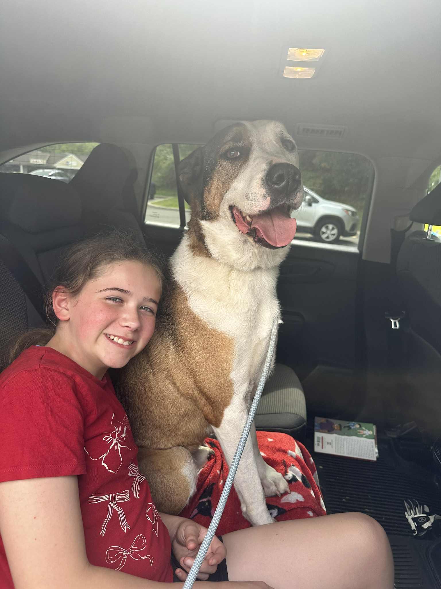 Cody, Adoptable, Adult Male Australian Shepherd & Labrador Retriever.