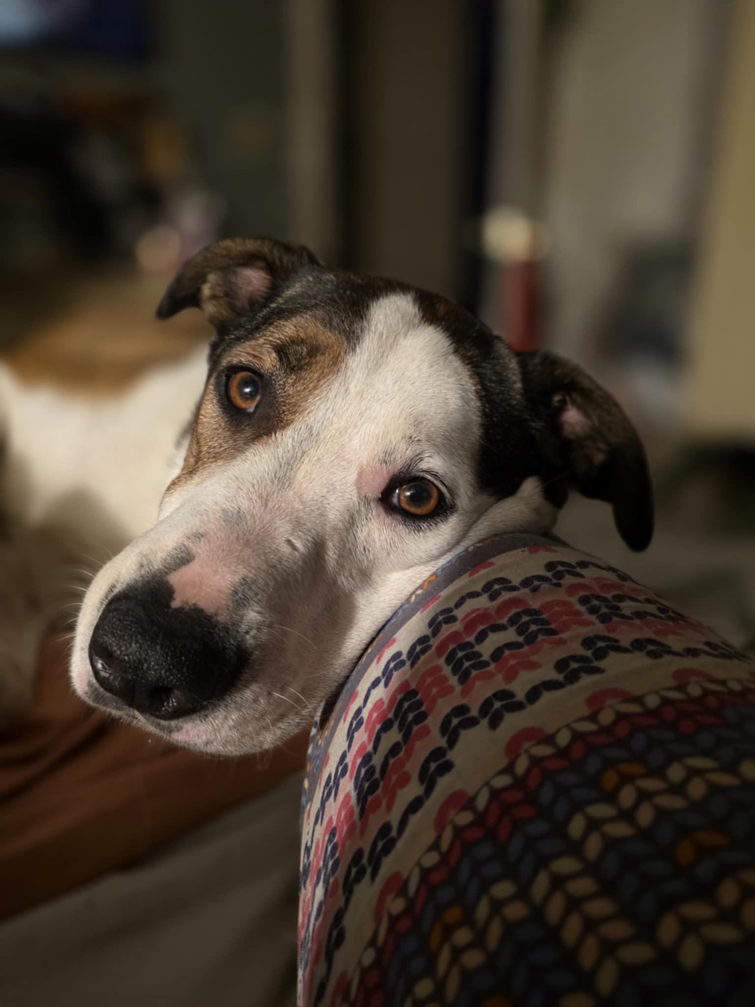 Enlarge Cody, a Adoptable mixed breed in Wurtsboro, NY image 1/5