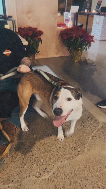 Enlarge Cody, a Adoptable mixed breed in Wurtsboro, NY video 5/5