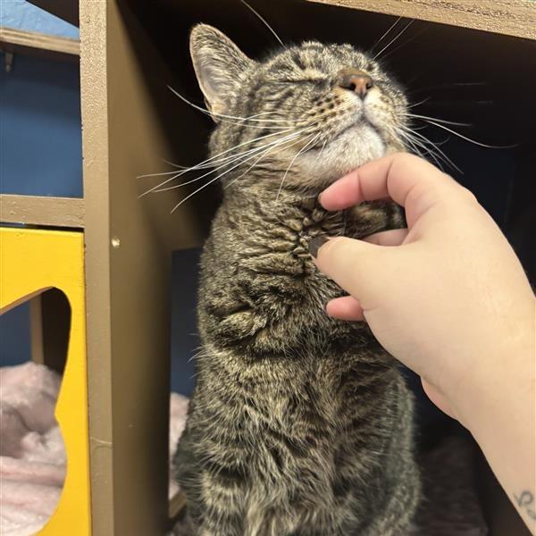 Enlarge Denali, a Adoptable Domestic Short Hair in Tempe, AZ image 1/6