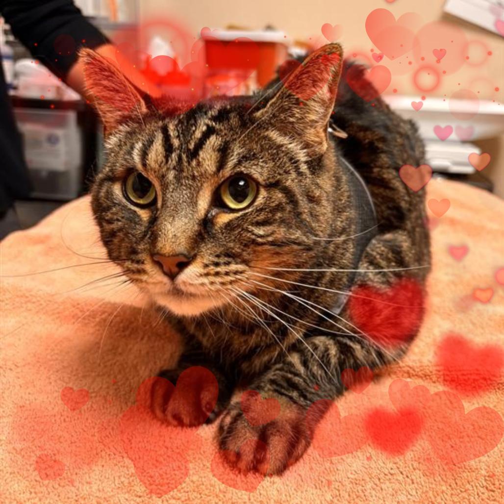 Enlarge Denali, a Adoptable Domestic Short Hair in Tempe, AZ image 2/6