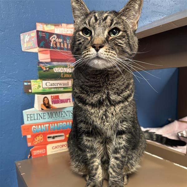 Enlarge Denali, a Adoptable Domestic Short Hair in Tempe, AZ image 3/6