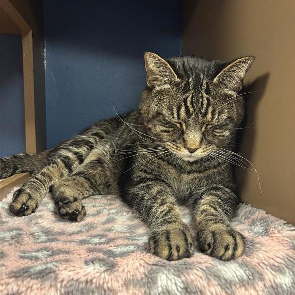 Enlarge Denali, a Adoptable Domestic Short Hair in Tempe, AZ image 4/6