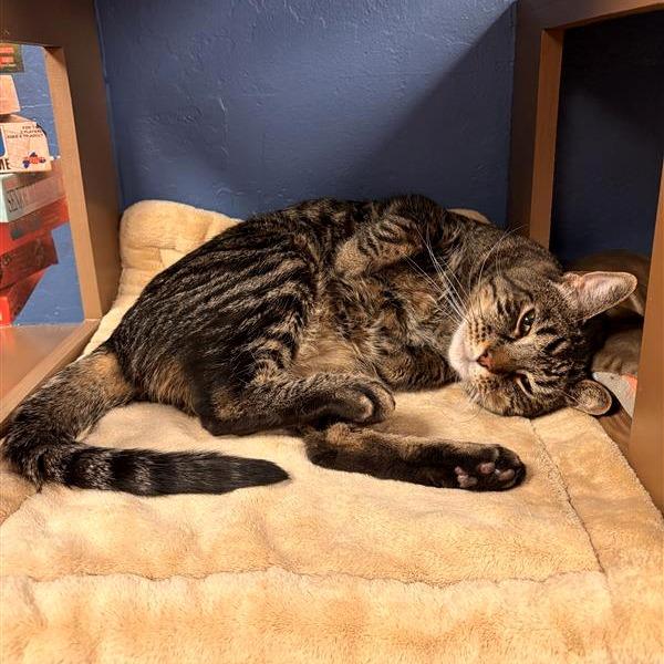 Denali, a Adoptable Domestic Short Hair in Tempe, AZ image 4/6