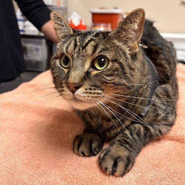 Enlarge Denali, a Adoptable Domestic Short Hair in Tempe, AZ image 5/6