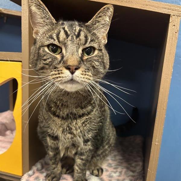 Enlarge Denali, a Adoptable Domestic Short Hair in Tempe, AZ image 6/6