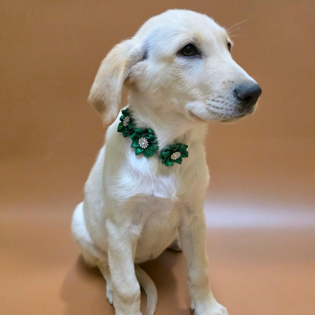 Enlarge Vidi, a Adopted mixed breed in Phenix City, AL image 2/3