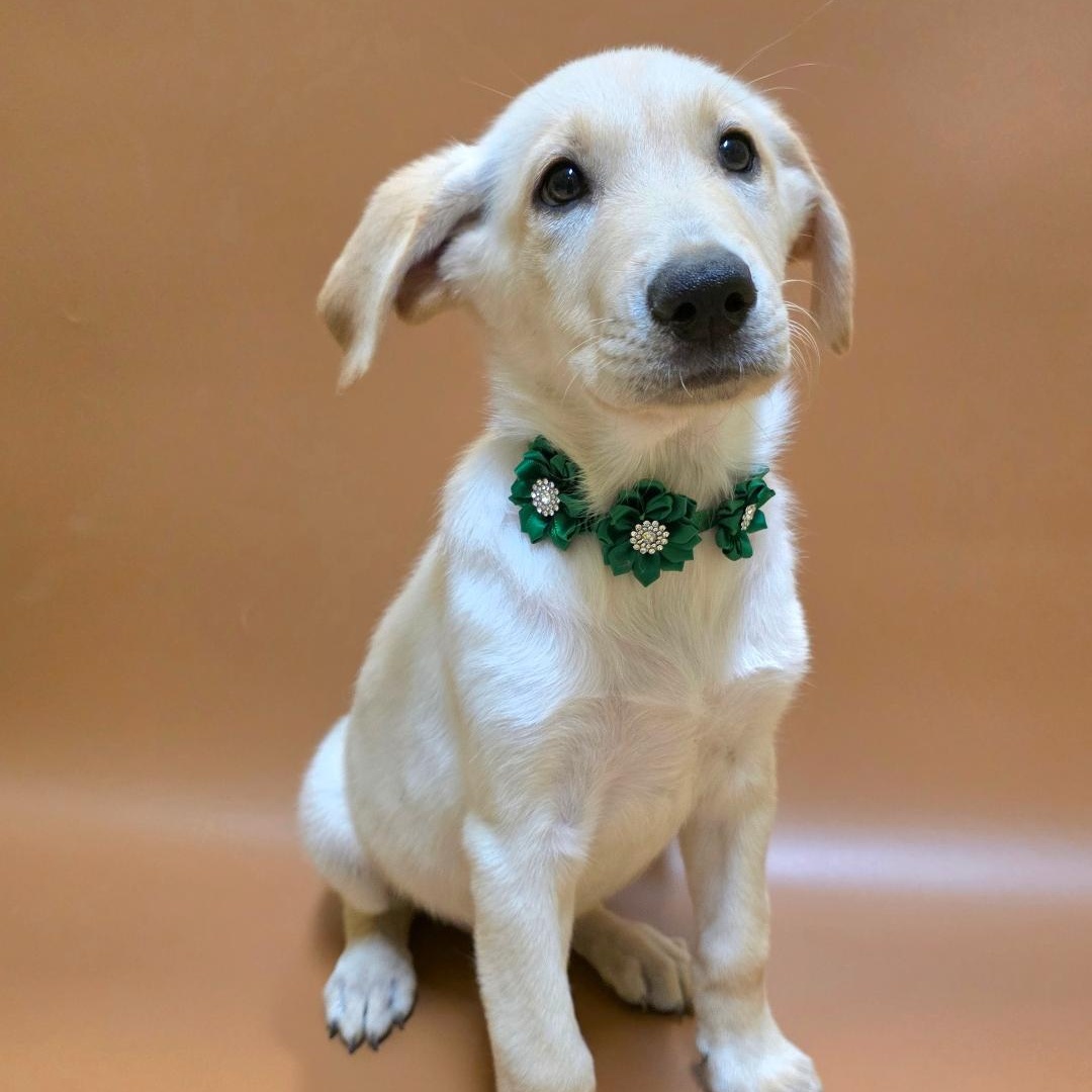 Vidi, Adopted, Young Female White German Shepherd & Boykin Spaniel.