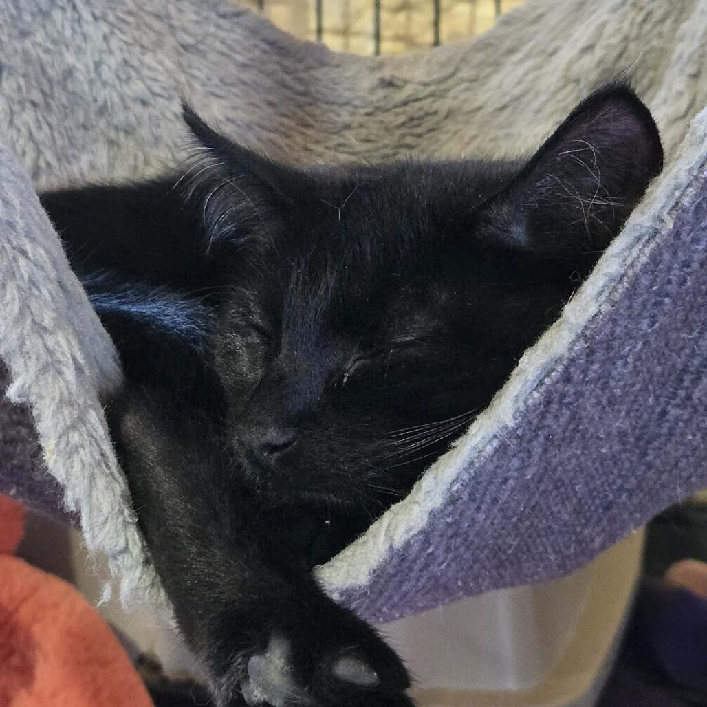 Sergeant, Adoptable, Kitten Male Domestic Short Hair.