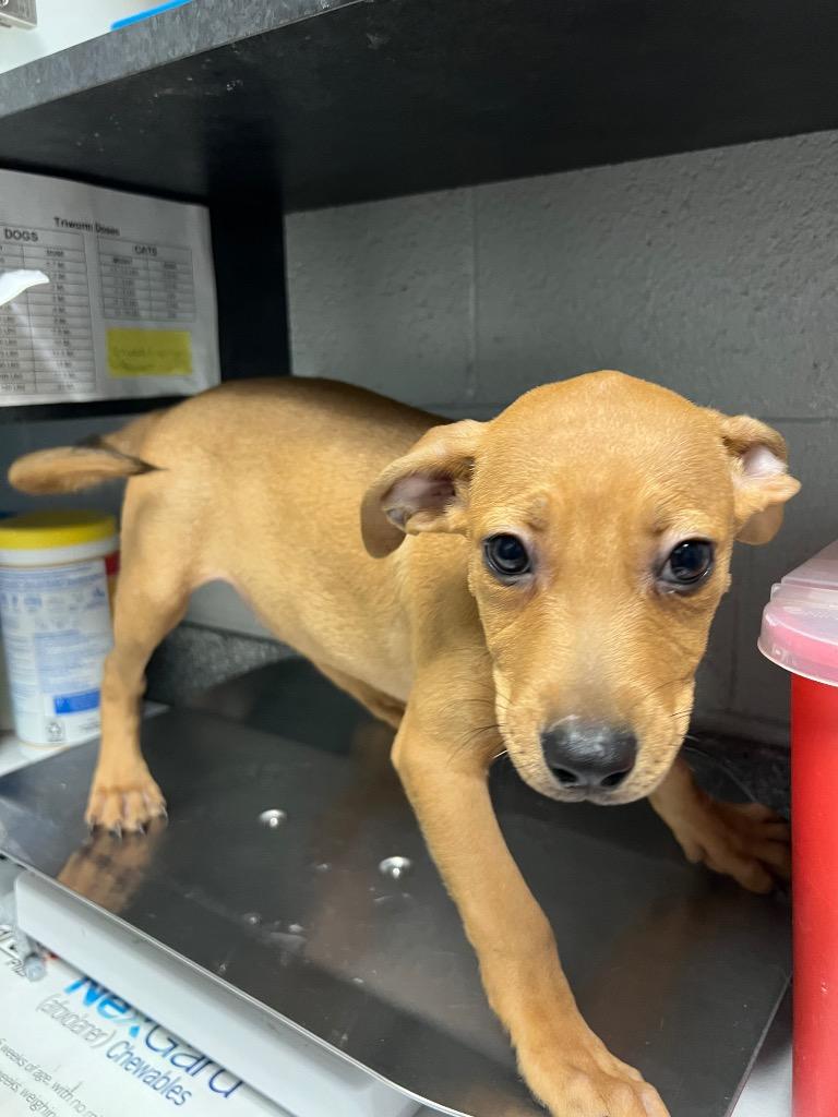 Ruby, Adoptable, Young Female Mixed Breed.