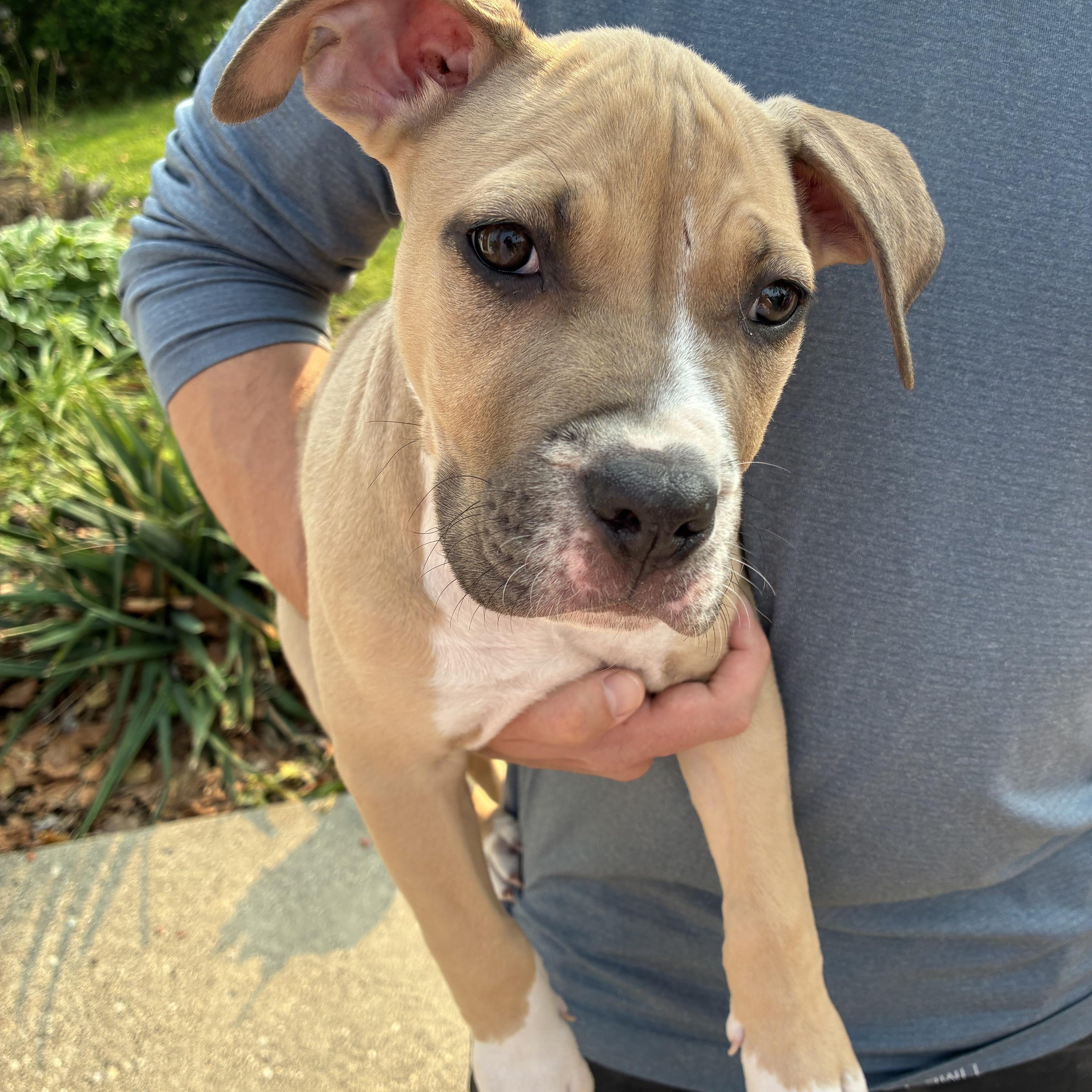 The Bluey Litter