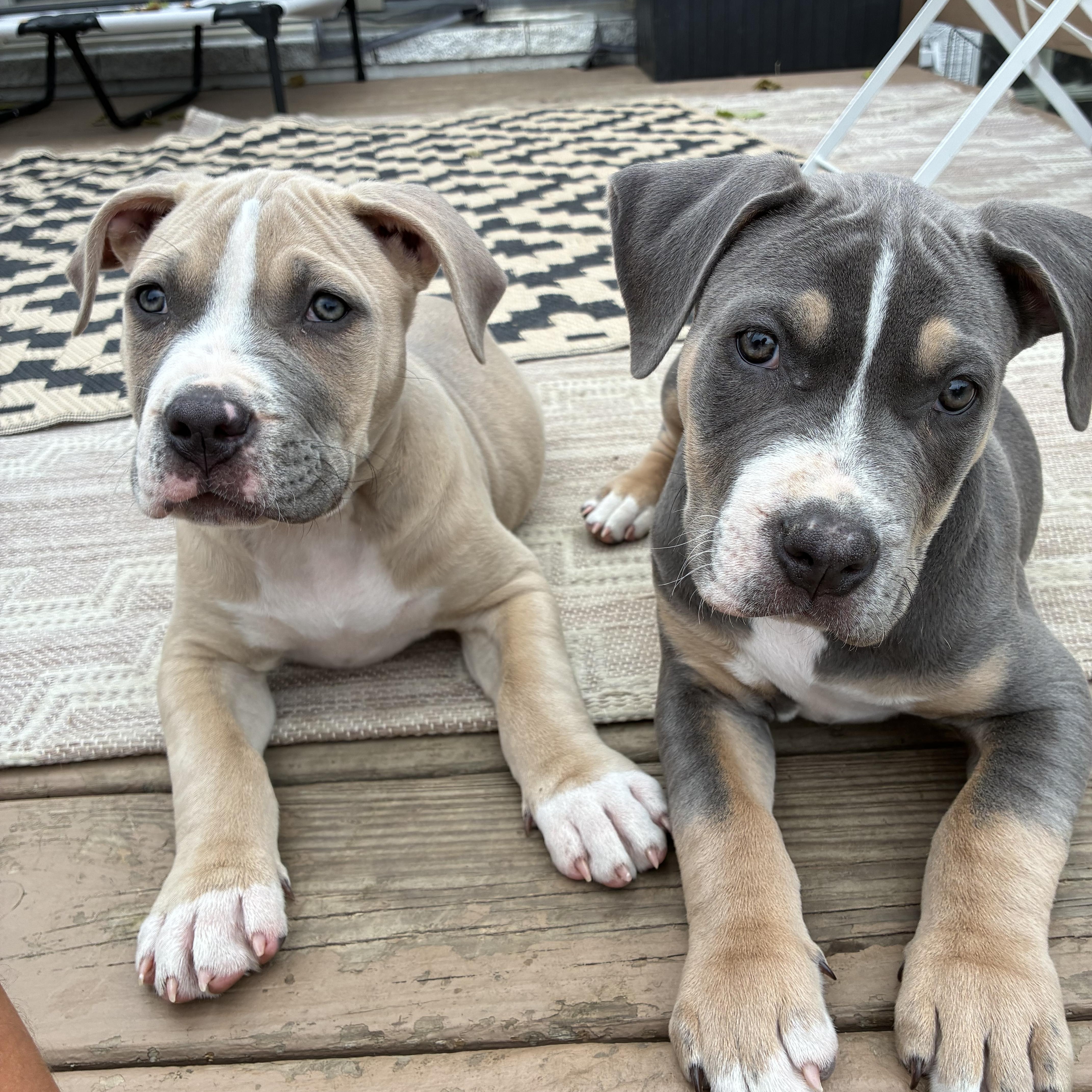 The Bluey Litter