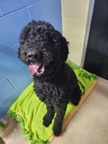 Kodak, an adoptable Goldendoodle in Manitowoc, WI, 54220 | Photo Image 1