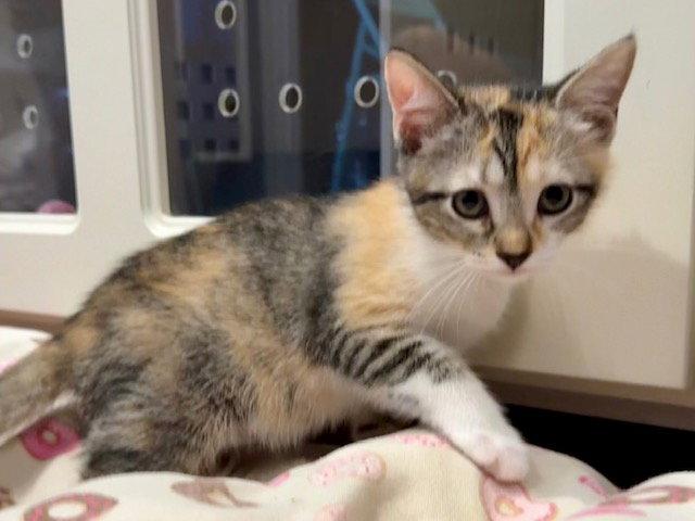Enlarge Ophelia 3.12.26, a Adoptable Domestic Short Hair in Apopka, FL image 1/2