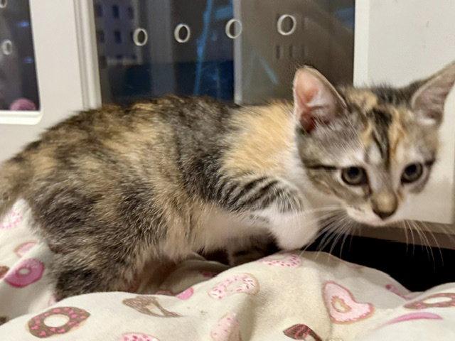 Enlarge Ophelia 3.12.26, a Adoptable Domestic Short Hair in Apopka, FL image 2/2