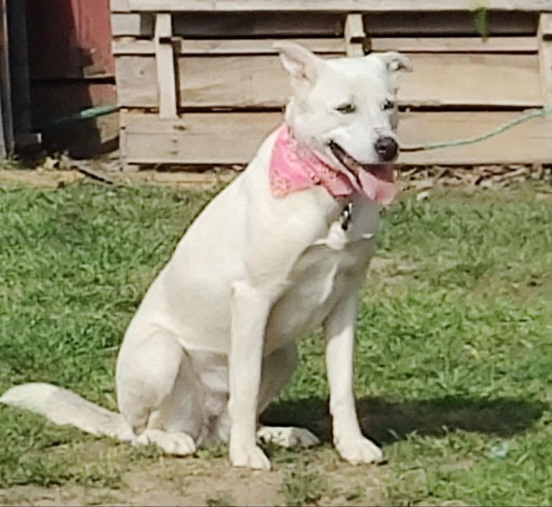 Enlarge Bulma, a Adoptable mixed breed in San Diego, CA image 1/6