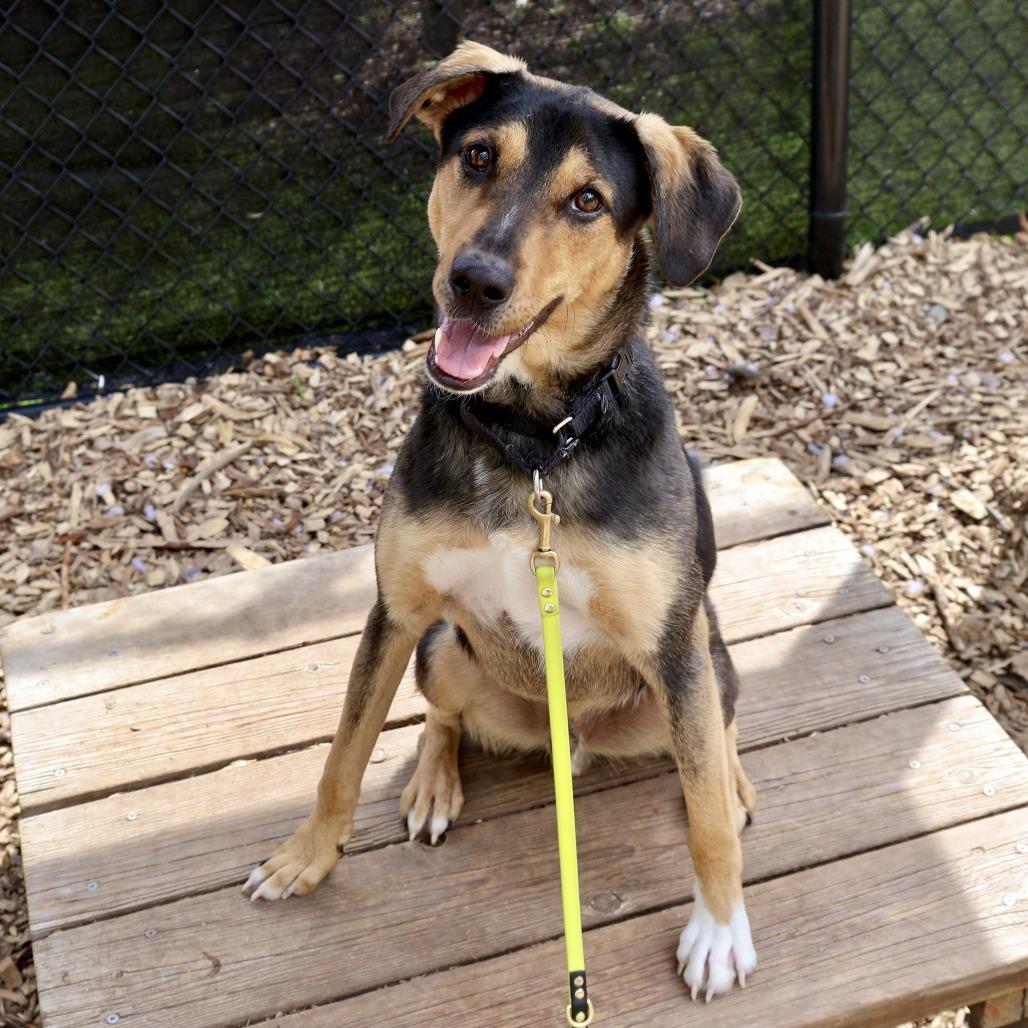 Scout, Adoptable, Young Male Hound & Mixed Breed.