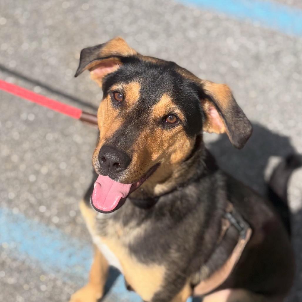 Enlarge Scout, a Adoptable mixed breed in Briarcliff Manor, NY image 2/5