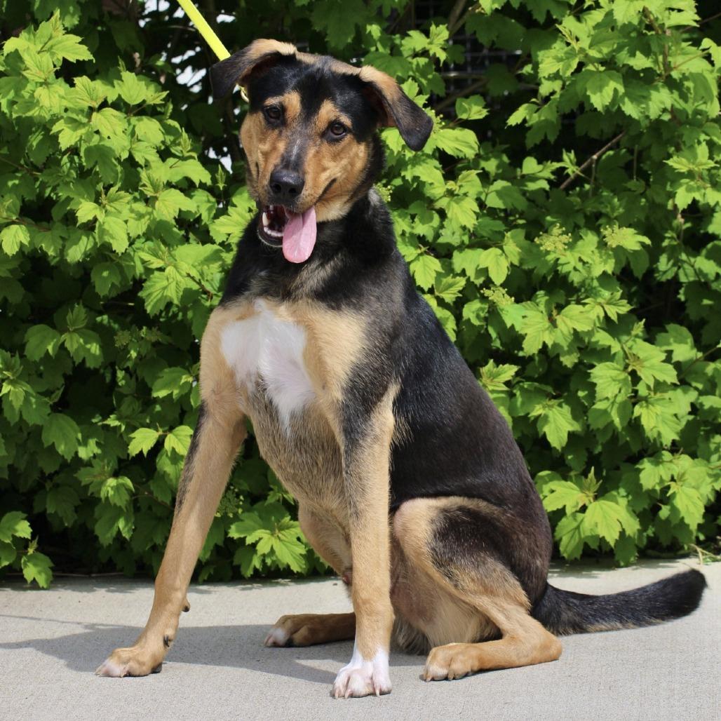 Enlarge Scout, a Adoptable mixed breed in Briarcliff Manor, NY image 3/5