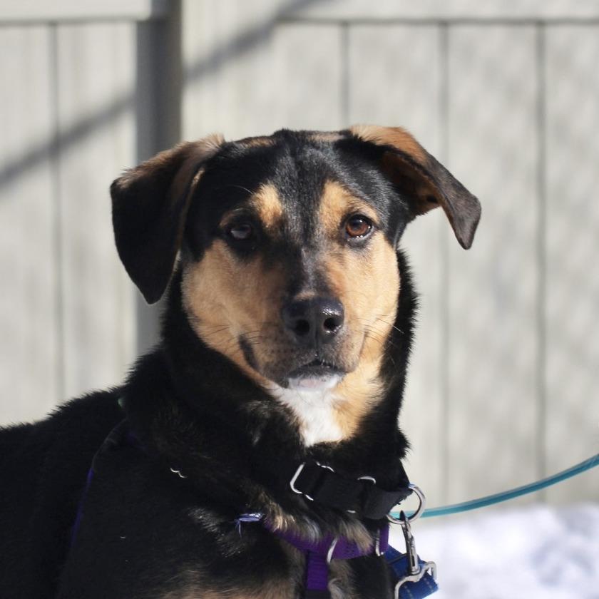 Enlarge Scout, a Adoptable mixed breed in Briarcliff Manor, NY image 4/5