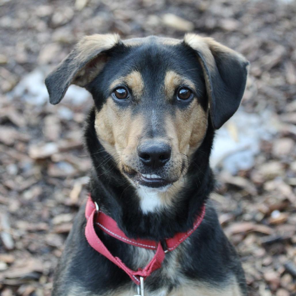 Enlarge Scout, a Adoptable mixed breed in Briarcliff Manor, NY image 5/5