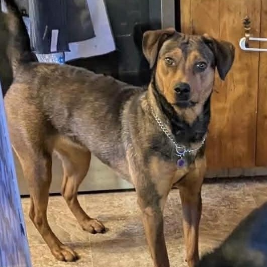 Enlarge Lucy, an adopted mixed breed in Thornhill, ON image 4/5