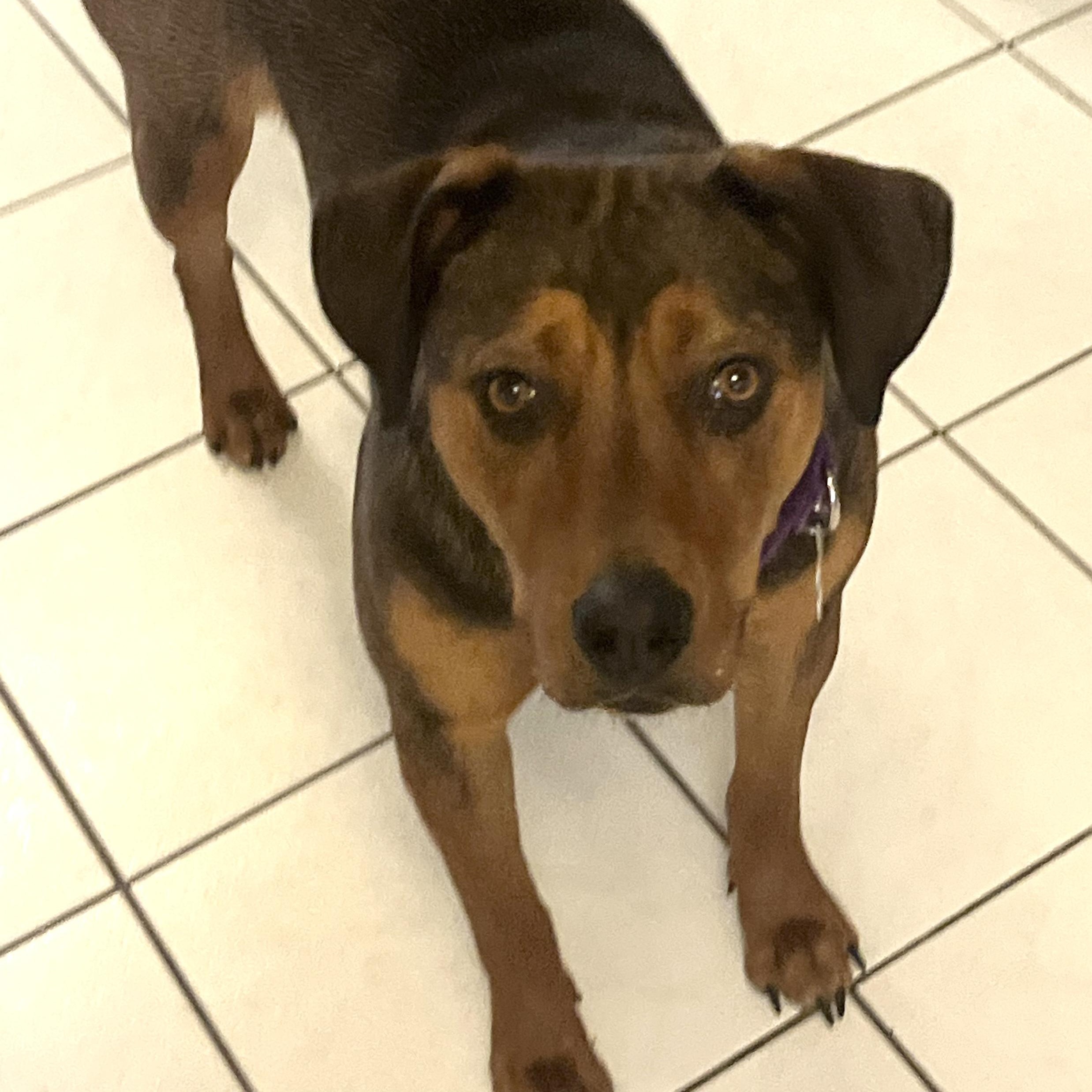 Enlarge Lucy, an adopted mixed breed in Thornhill, ON image 1/5