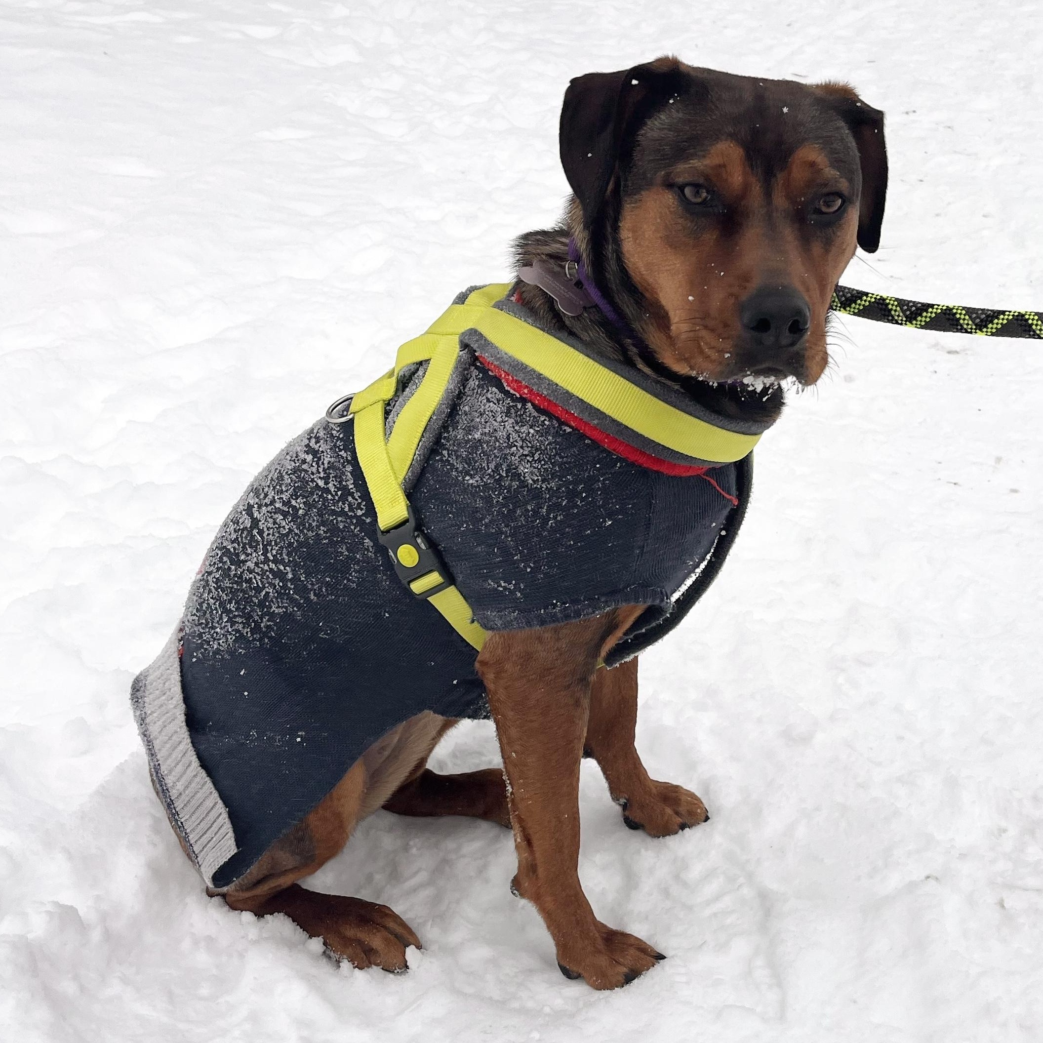 Enlarge Lucy, an adopted mixed breed in Thornhill, ON image 3/5