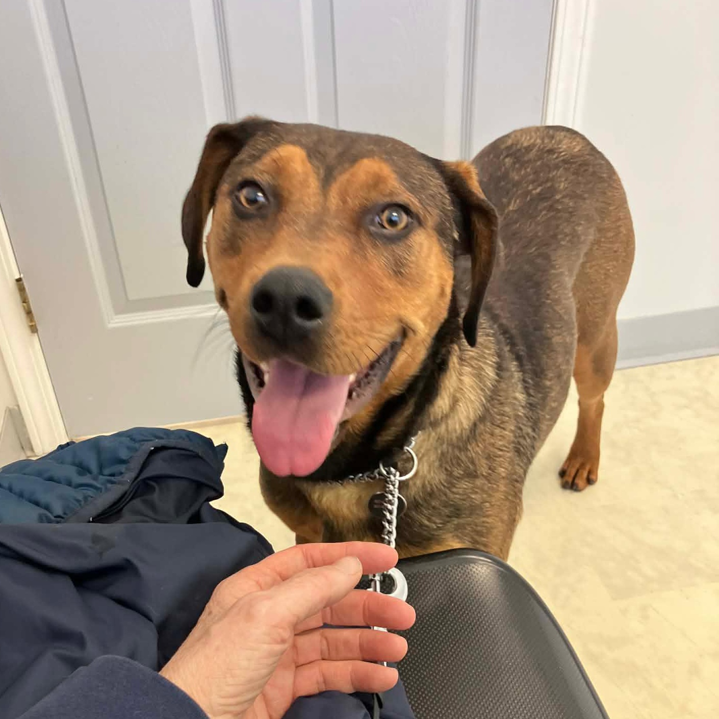 Enlarge Lucy, an adopted mixed breed in Thornhill, ON image 5/5