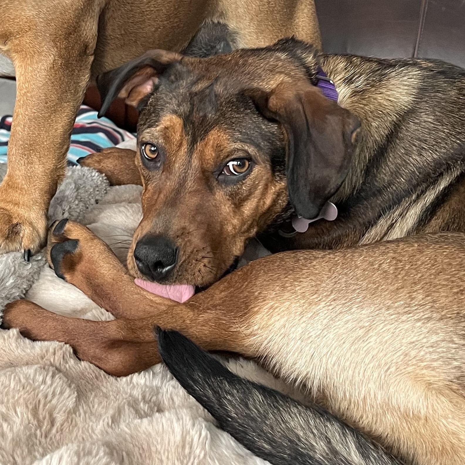 Enlarge Lucy, an adopted mixed breed in Thornhill, ON image 2/5