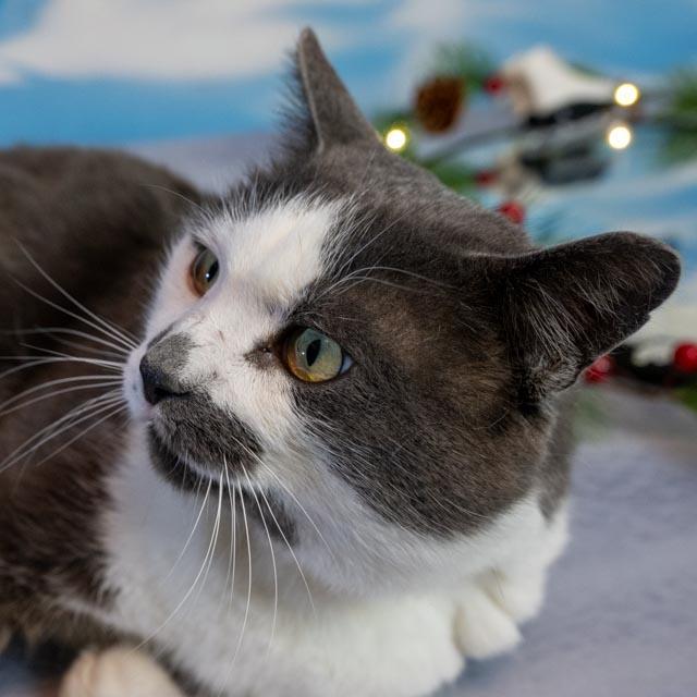 Enlarge Smudge, a Adoptable Domestic Short Hair in Lapeer, MI image 4/5