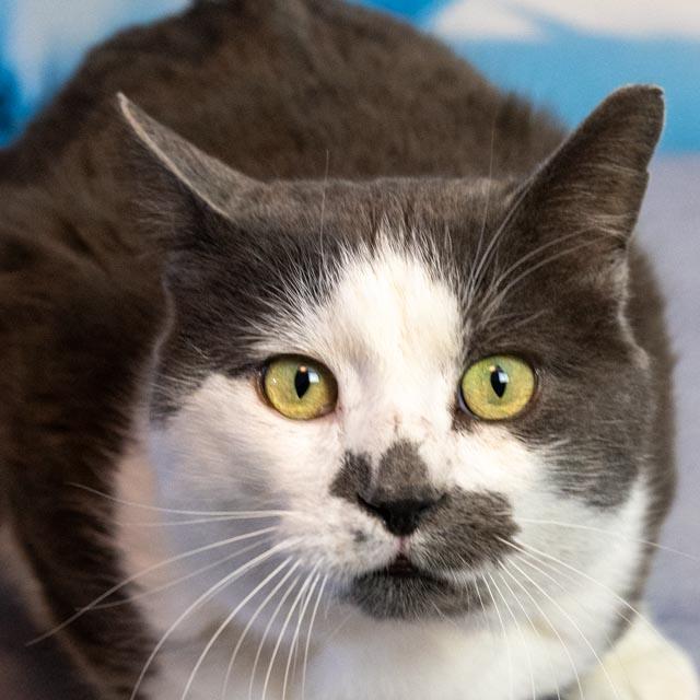 Enlarge Smudge, a Adoptable Domestic Short Hair in Lapeer, MI image 5/5