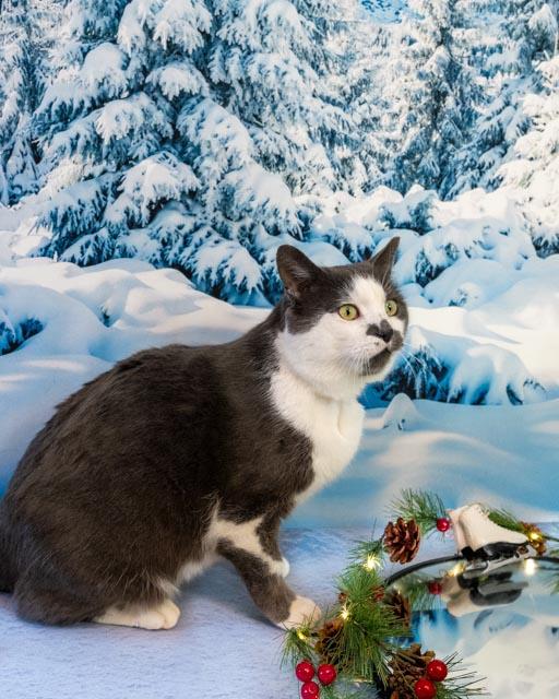 Enlarge Smudge, a Adoptable Domestic Short Hair in Lapeer, MI image 1/1