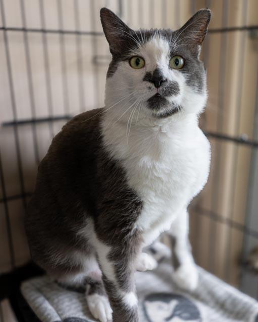 Smudge, Adoptable, Adult Male Domestic Short Hair.