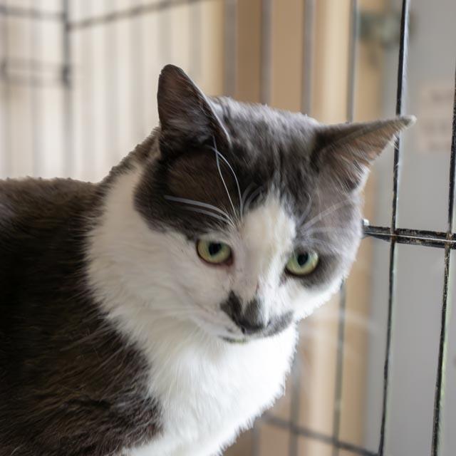 Enlarge Smudge, a Adoptable Domestic Short Hair in Lapeer, MI image 3/5