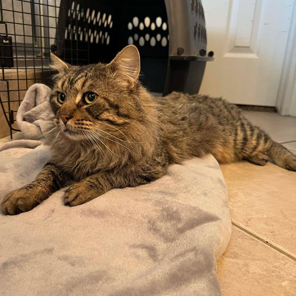 Enlarge Bread, a Adoptable Domestic Medium Hair in Newcastle, OK image 1/1