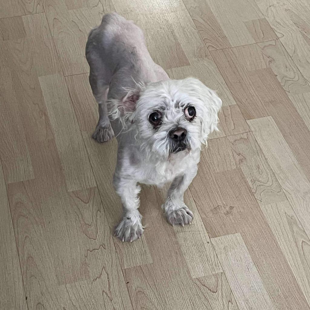 Yoda F NV, Adoptable, Senior Male Shih Tzu.