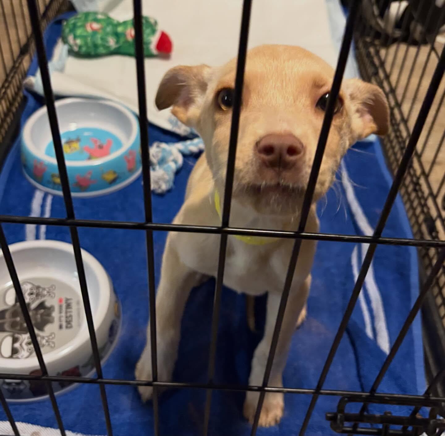 Enlarge Gildey, an adopted mixed breed in Raleigh, NC image 2/6