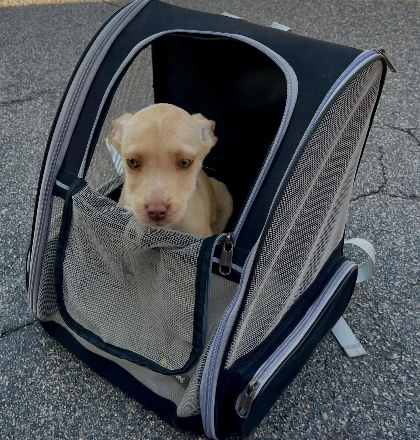 Enlarge Gildey, an adopted mixed breed in Raleigh, NC image 4/6