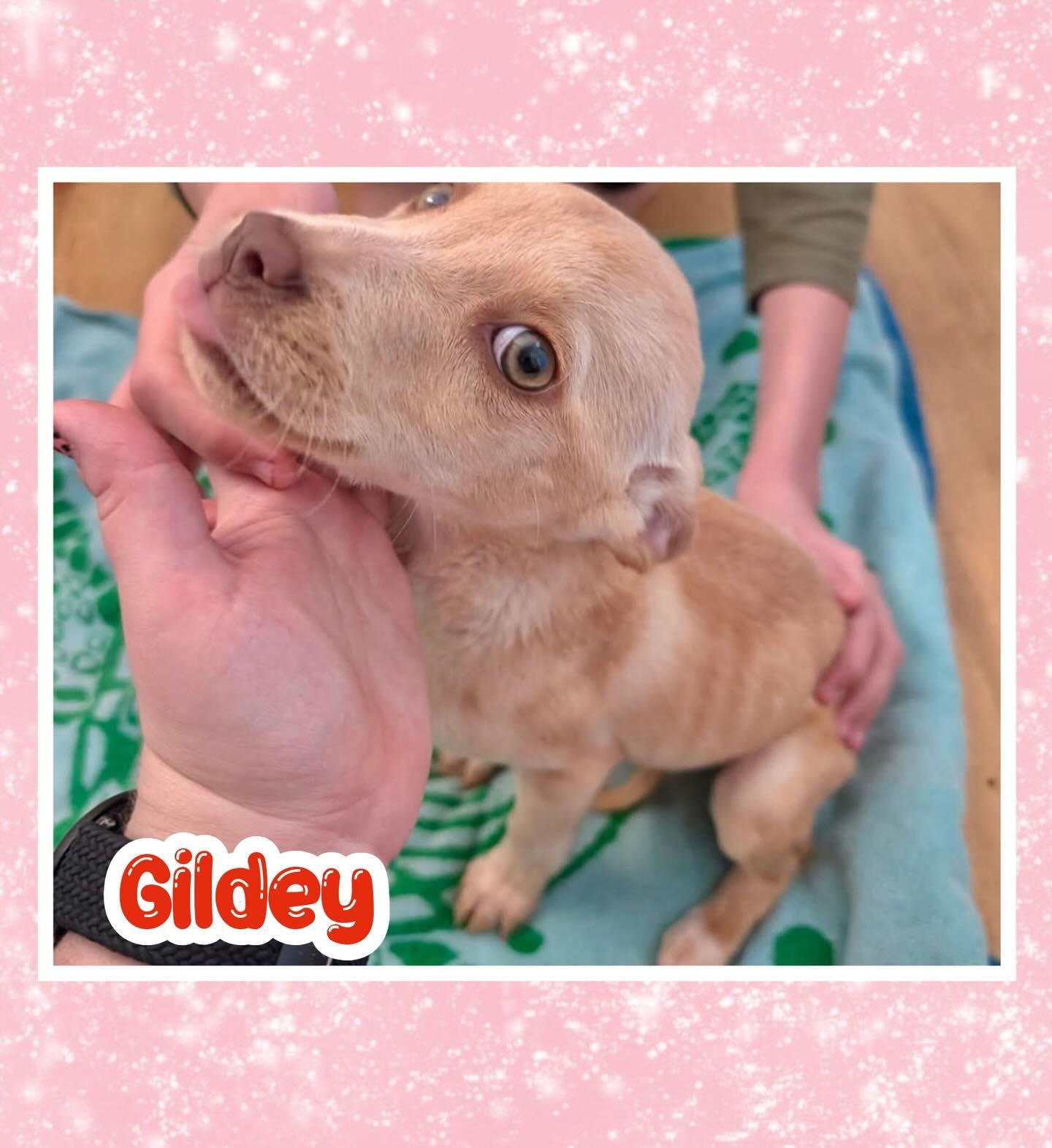 Enlarge Gildey, an adopted mixed breed in Raleigh, NC image 6/6