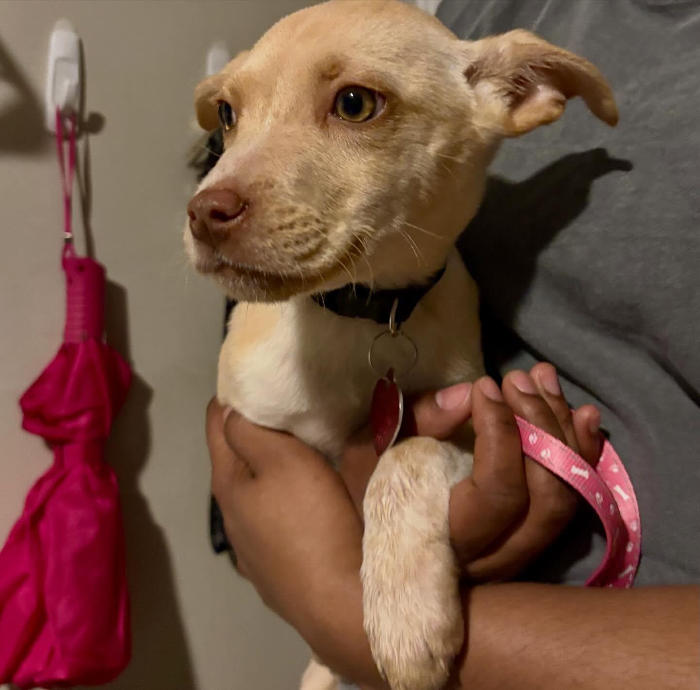 Enlarge Gildey, an adopted mixed breed in Raleigh, NC image 3/6