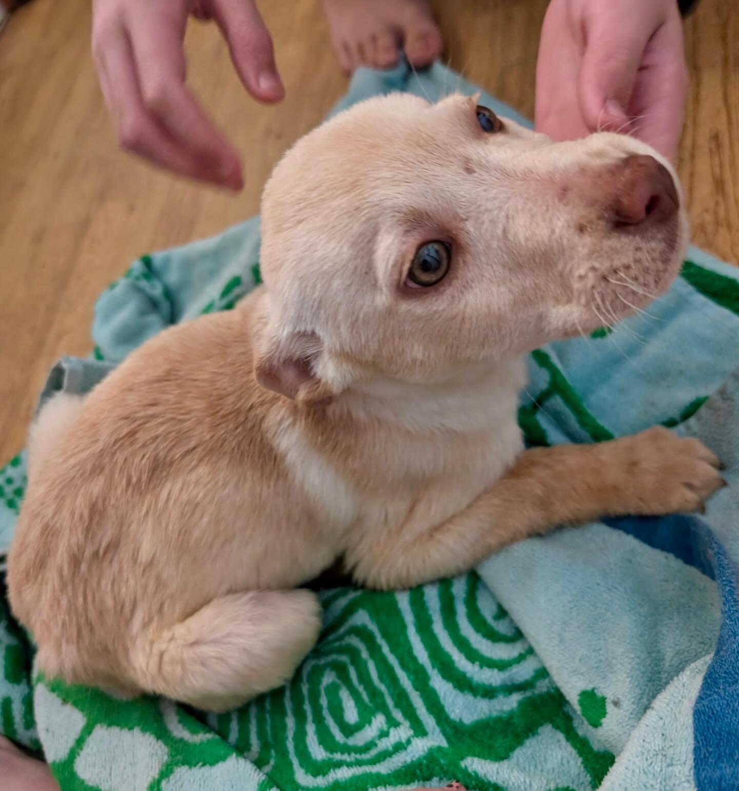 Enlarge Gildey, an adopted mixed breed in Raleigh, NC image 1/6