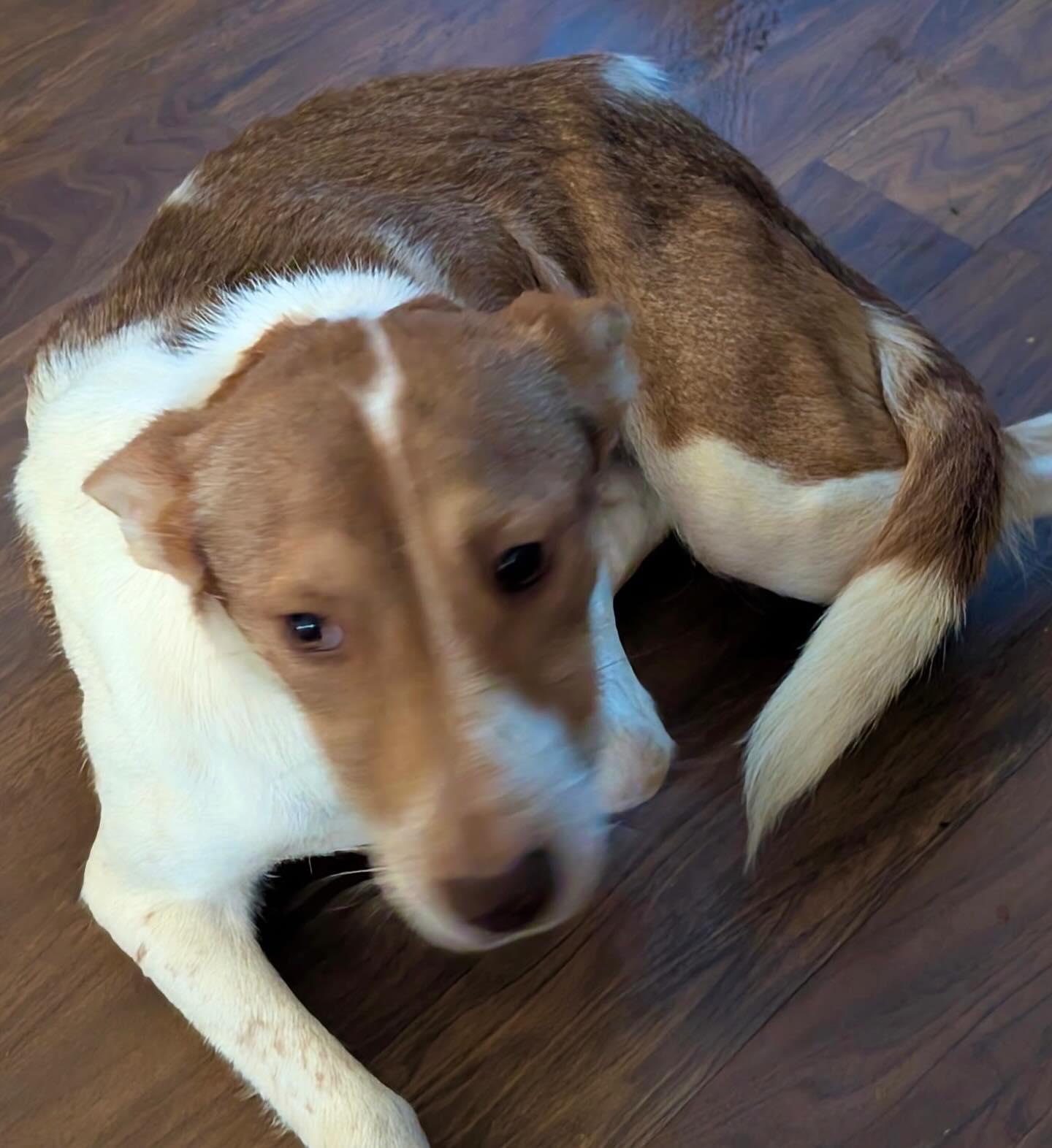 Enlarge Gildey, an adopted mixed breed in Raleigh, NC image 5/6