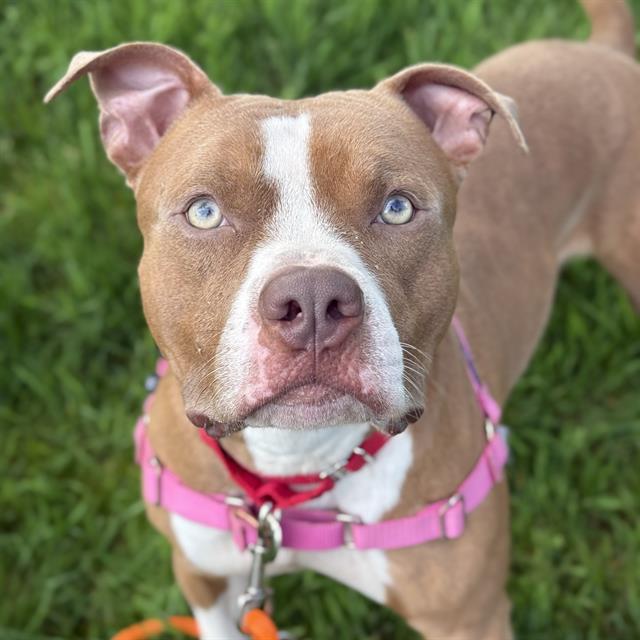 SCALLION, Adoptable, Young Male Pit Bull Terrier.