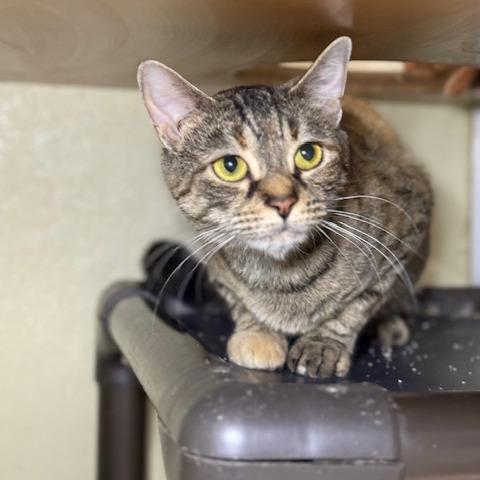 Jazzy, Adoptable, Adult Female Domestic Short Hair.