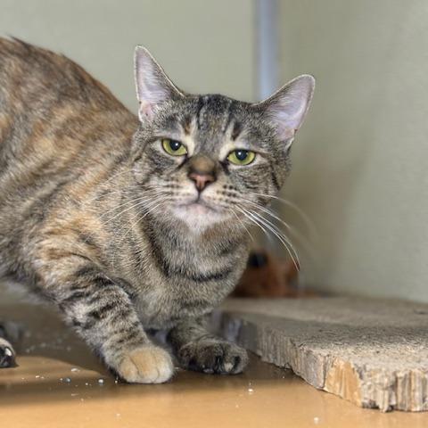 Enlarge Jazzy, a Adoptable Domestic Short Hair in Jeffersonville, IN image 2/3