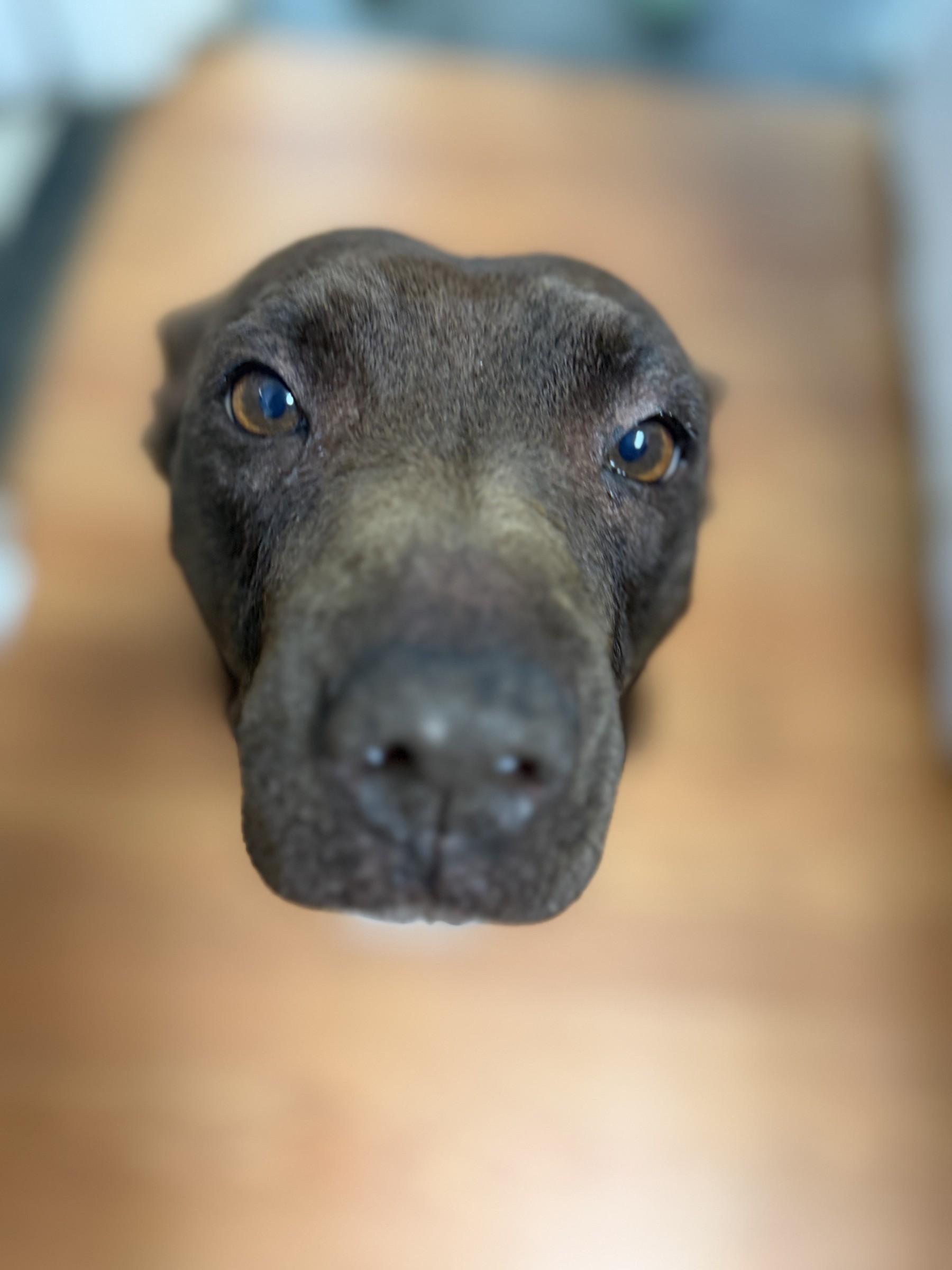 Enlarge Brownie, a Adoptable mixed breed in Petersburg, VA image 6/6